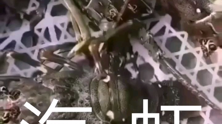 吃货•美食尽在海中!